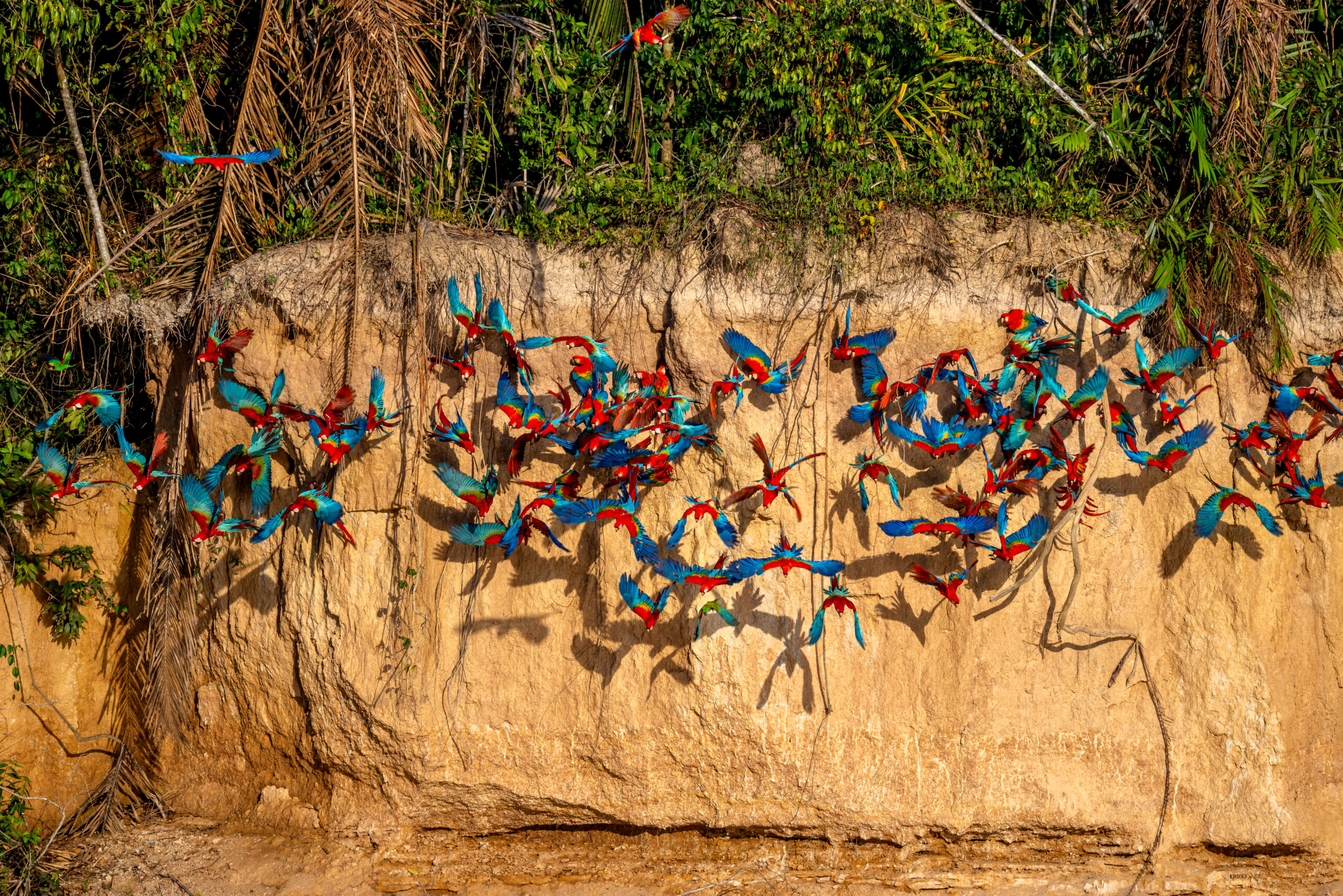 Rainforest Expeditions