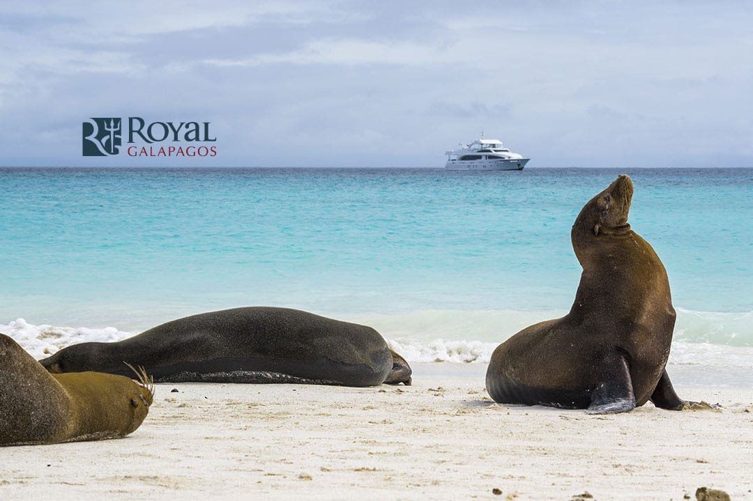 Royal Galapagos