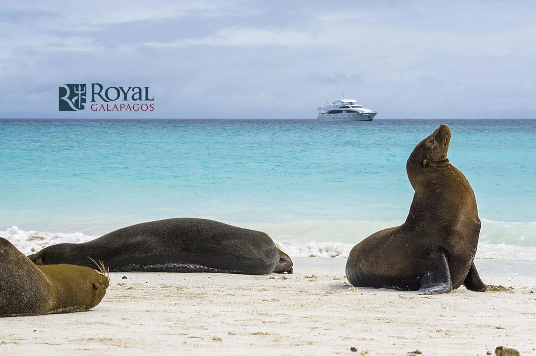 Royal Galapagos